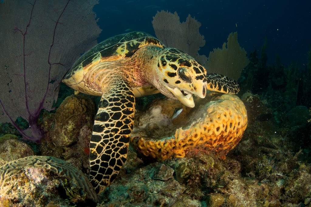 Tortuga Marina Fondo Marino